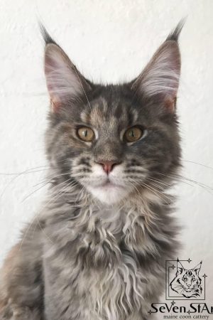 Котенок породы Мэйн-кун это самая крупная из домашних кошек Maine Coon Мейн-кун